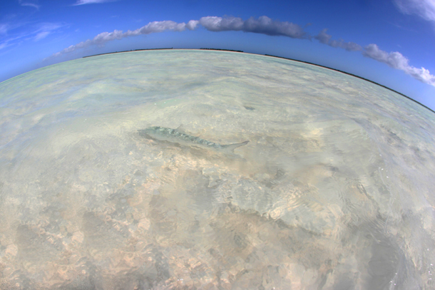 Senator Ron Boswell Pic: Jim Harnwell